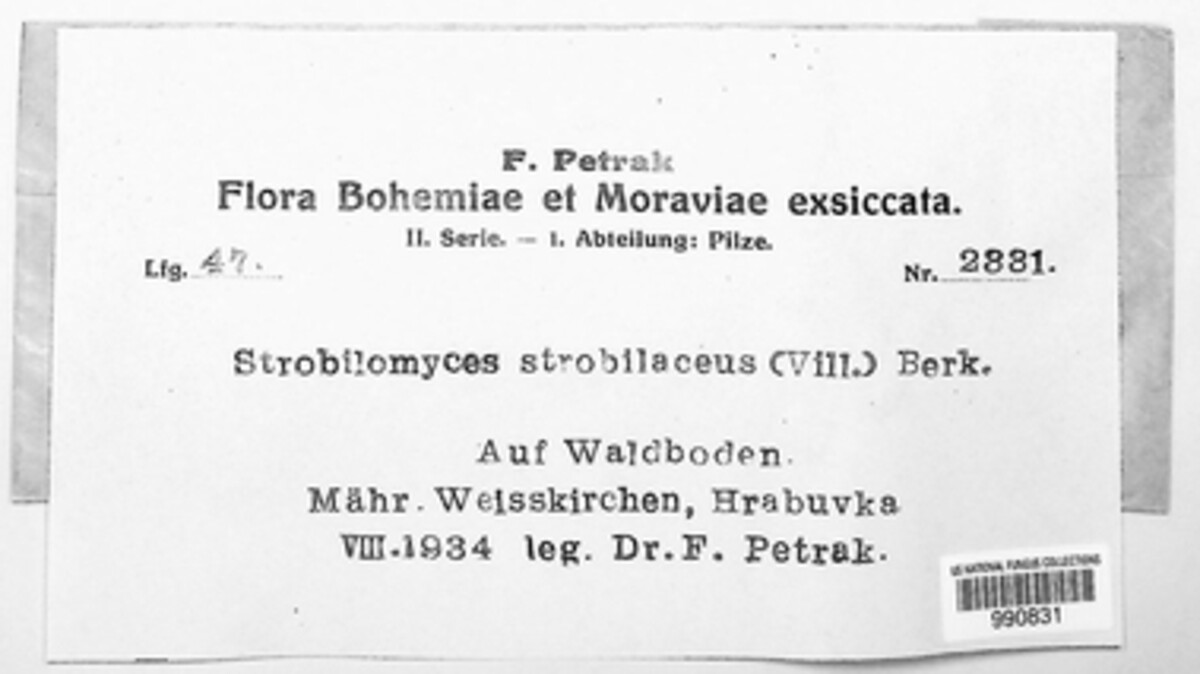 Strobilomyces strobilaceus image